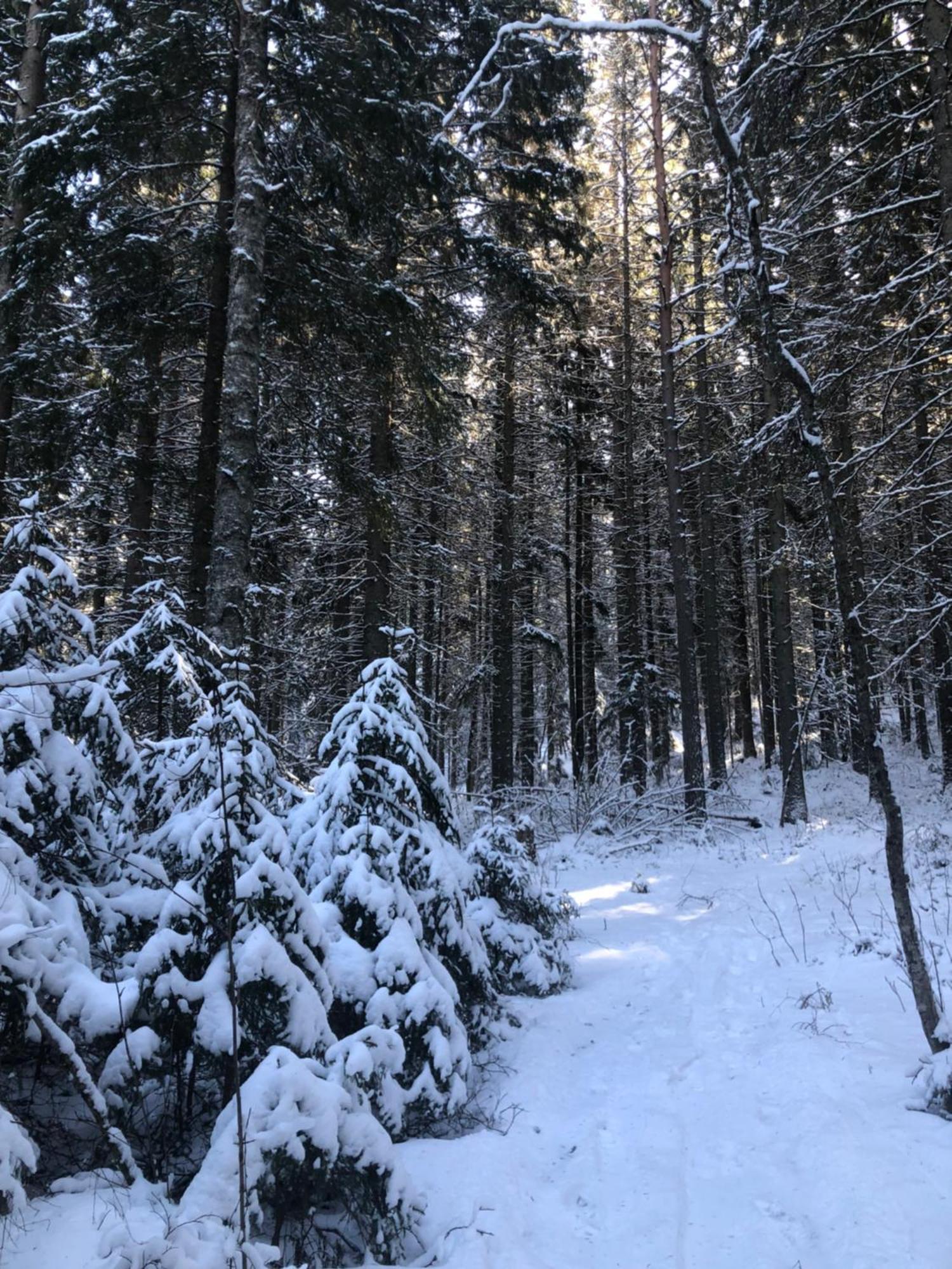 Kungsbergetnatur Jarbo Экстерьер фото